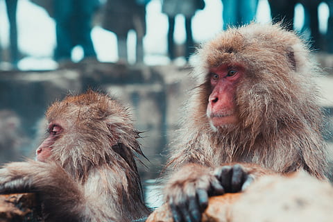 selektiv, fokus fotografering, to, Brun, monkies, to brune bavianer, sne, aber, japan, abe, primat, makak, bad, vinter, dyr, dyreliv, japansk macaque, Jigokudani, nagano prefecture, pattedyr, natur, Asien, dyr i naturen, udendørs, dyre temaer, dag, ingen mennesker, gruppe af dyr, hvirveldyr, to dyr, fokus på forgrunden, lempelse, dyrehår, hår, ungt dyr, tæt på, varm kilde, dyr hoved, dyre familie, omsorg, 5K, CC0, offentligt domæne, royaltyfrie