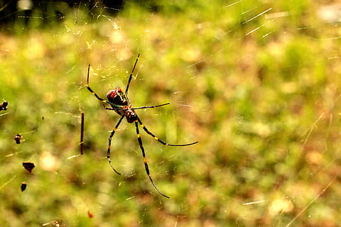 aranya, groc, web, sol, naturalesa, vermell, aràcnids, insecte, tardor, jardí, animals a la natura, un animal, temes d'animals, invertebrat, fauna animal, animal, primer pla, centrar-se en primer pla, fragilitat, teranyina, supervivència, cap gent, artròpode, dia, planta, enfocament selectiu, a l'aire lliure, 5K, CC0, domini públic, lliure de regalies