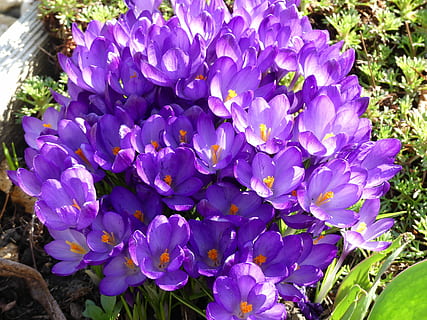 Krokus, Frühlingsblumen, blühen, Frühling, Blumen, der Beginn des Frühlings, Zeichen des Frühlings, Frühblüher, violett, lila, Blume, Wachstum, Natur, Schönheit in der Natur, Frische, blühende Pflanze, Verletzlichkeit, Zerbrechlichkeit, Pflanze, Blütenblatt, Nahansicht, Blütenkopf, Blütenstand, Tag, keine Leute, Botanik, Sonnenlicht, Pollen, Blumenstrauß, 4K, CC0, gemeinfrei, lizenzfrei
