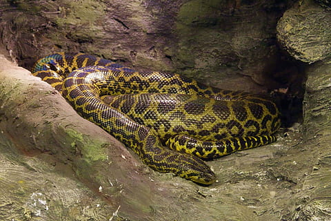 python, serp, colorit, enorme, depredador, gran, llarg, boa, constrictor, animal, temes d'animals, rèptil, fauna animal, animals a la natura, un animal, vertebrats, cocodril, cap gent, naturalesa, signe, rock - object, rock, sòlid, comunicació, aigua, part del cos dels animals, a l'aire lliure, senyal d'advertència, arbre, escala d’animals, 5K, CC0, domini públic, lliure de regalies