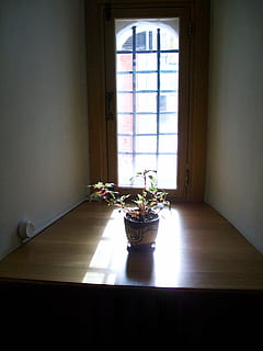 blomst, sol, vindue, indendørs, bord, dag, ingen mennesker, plante, natur, sollys, blomstrende plante, potteplante, hjem interiør, vase, arkitektur, hjemlige værelse, vækst, fravær, sæde, væg, blomsterkrukke, stueplante, blomster arrangement, 2K, CC0, offentligt domæne, royaltyfrie