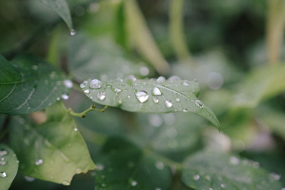natura, acqua, estate, giardino, sfocatura, chiaro, avvicinamento, defocused, profondità di campo, rugiada, goccioline, gocce d'acqua, ambiente, fresco, freschezza, crescita, h2o, le foglie, liquido, macro, umidità, all'aperto, pianta, purezza, pioggia, gocce di pioggia, bagnato, far cadere, foglia, parte vegetale, bellezza nella natura, vulnerabilità, colore verde, fragilità, nessuno, goccia di pioggia, focalizzazione morbida, filo d'erba, 2K