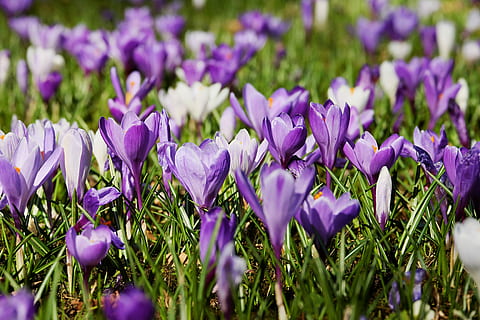 Nahaufnahmefoto, lila, Krokusblüten, blühen, tagsüber, Krokus, Frühling, Blumen, Wiese, Natur, Weiß, violett, Frühblüher, Krokuswiese, Blumenmeer, frühlingsblüher, voller Blüte, Frühlingswiese, frühlingsanfang, der Beginn des Frühlings, Frühlingskrokus, Pflanze, Frühlingsblume, Vorbote des Frühlings, bunt, Blume, blühende Pflanze, Frische, Schönheit in der Natur, Zerbrechlichkeit, Wachstum, Verletzlichkeit, Iris, Blütenblatt, Nahansicht, Feld, selektiver Fokus, Blütenkopf, Blütenstand, Land, keine Leute, Lavendel, Blumenbeet, 4K, CC0, gemeinfrei, lizenzfrei