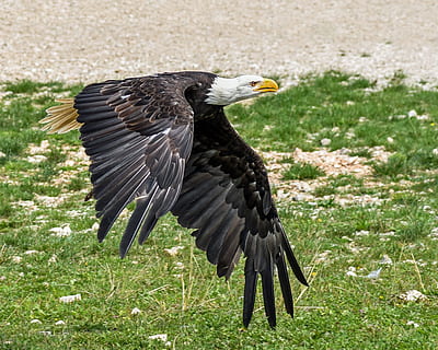 chauve, Aigle, en volant, vert, herbe, jour, voler, Aigle chauve, rapace, sol, animal, thèmes animaux, oiseau, la faune des animaux, animaux à l'état sauvage, vertébré, un animal, oiseau de proie, aigle - oiseau, la nature, déployer des ailes, partie du corps de l'animal, personne, plante, terre, couleur noire, aile des animaux, le bec, 4K, CC0, domaine public, libre de droits