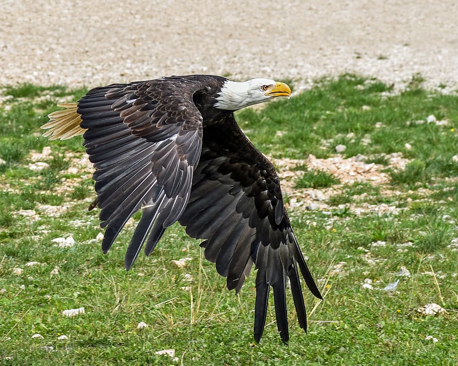 chauve, Aigle, en volant, vert, herbe, jour, voler, Aigle chauve, rapace, sol, animal, thèmes animaux, oiseau, la faune des animaux, animaux à l'état sauvage, vertébré, un animal, oiseau de proie, aigle - oiseau, la nature, déployer des ailes, partie du corps de l'animal, personne, plante, terre, couleur noire, aile des animaux, le bec, 4K