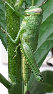 Tier, Heuschrecke, Blattesser, Insekt, Natur, Tierwelt, Nahansicht, wirbellos, Makro, Tierantenne, grüne Farbe, ein Tier, Pflanzenteil, Blatt, Pflanze, Tiere in freier Wildbahn, Fokus auf den Vordergrund, Wachstum, Tierthemen, keine Leute, Tag, Schönheit in der Natur, draußen, Frische, 2K, CC0, gemeinfrei, lizenzfrei