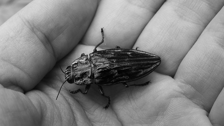 scarafaggio, elitre, insetto, mano umana, parte del corpo umano, mano, invertebrato, fauna selvatica, un animale, parte del corpo, animali allo stato selvatico, avvicinamento, una persona, dito, dito umano, persona irriconoscibile, detenzione, palma, persone reali, ala animale, piccolo, 4K