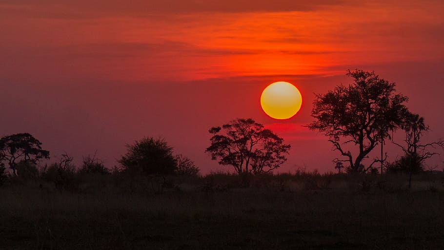 silueta, arbres, daurat, hores, botswana, delta de l'okavango, posta de sol, arbre, lluna, cercle, escena tranquil·la, bellesa a la natura, escenics, vespre, cel, sol, planta, escenics - natura, paisatge, naturalesa, tranquil·litat, medi ambient, cap gent, color taronja, terra, cel dramàtic, idíl·lic, bosc, lluna plena, a l'aire lliure, fosc, 2K