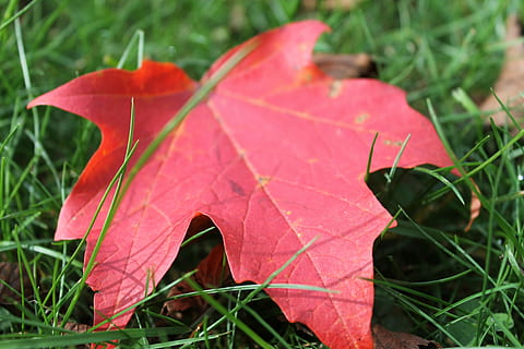 blad, efterår, efterår, blade, natur, blad, falde blade, ahorn, rød, efterår efterlader baggrunden, sæson, udendørs, græs, gul, tæt på, grøn farve, lyserød farve, plante, plante del, skønhed i naturen, vækst, sårbarhed, fokus på forgrunden, skrøbelighed, ingen mennesker, dag, jord, Mark, lave om, selektiv fokusering, ahorn blad, naturlig tilstand, 4K, CC0, offentligt domæne, royaltyfrie