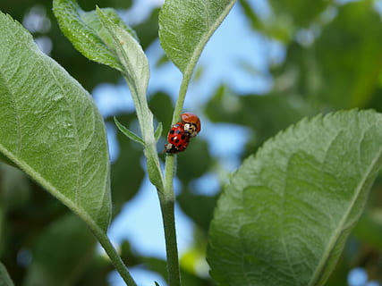 การผสมพันธุ์, ladybugs, ธรรมชาติ, แมลง, ฤดูใบไม้ผลิ, ปลูก, ใบไม้, สัตว์หนึ่งตัว, สัตว์ในป่า, ธีมสัตว์, วัน, สัตว์ที่ไม่มีกระดูกสันหลัง, สัตว์ป่า, สัตว์, ส่วนของพืช, สีเขียว, เต่าทอง, ด้วง, ใกล้ชิด, มุ่งเน้นไปที่เบื้องหน้า, การเจริญเติบโต, ไม่มีคน, กลางแจ้ง, เล็ก, 2K, CC0, โดเมนสาธารณะ, ค่าลิขสิทธิ์ฟรี