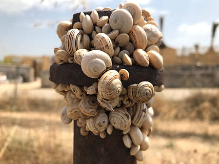 caramujos, inseto, Concha, caracol marrom, focar em primeiro plano, fechar-se, dia, ninguém, Comida, animal, molusco, animais selvagens, temas animais, natureza, concha animal, invertebrado, grande grupo de objetos, Caracol, luz solar, céu, beleza na natureza, comida e bebida, terra, 4K, CC0, domínio público, royalty free