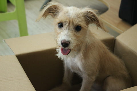 dog, cute, Dog, Cute, one animal, pets, animal themes, domestic animals, mammal, domestic, canine, animal, vertebrate, portrait, looking at camera, box, no people, cardboard, cardboard box, indoors, focus on foreground, home interior, close-up, mouth open, 5K, CC0, public domain, royalty free