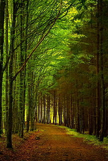 Marrone, sentiero, verde, leafed, alberi, foresta, strada, natura, paesaggio, albero, paesaggio forestale, naturale, stagione, bosco, all'aperto, colore verde, foglia, Paesaggi, pianta, terra, bellezza nella natura, la tranquillità, crescita, scena tranquilla, direzione, scena non urbana, la strada davanti, tronco, tronco d'albero, scenics - natura, ambiente, giorno, nessuno, prospettiva decrescente, treelined, 2K, CC0, dominio pubblico, privo di copyright
