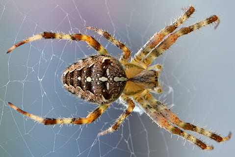 tret macro, marró, aranya, girar, web, naturalesa, error, animal, macro, cames, temes d'animals, teranyina, insecte, aràcnids, un animal, invertebrat, artròpode, fragilitat, primer pla, animals a la natura, fauna animal, cap gent, centrar-se en primer pla, vulnerabilitat, zoologia, supervivència, cames d’animal, a l'aire lliure, verinós, 5K, CC0, domini públic, lliure de regalies