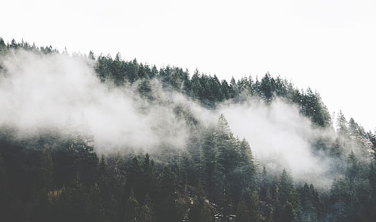 verde, pini, nori, timpul zilei, pădure, acoperi, aburi, pădure verde, fum, noros, cer, ceaţă, nor, copac, linia copacilor, natură, Munte, peisaj, scenics, în aer liber, iarnă, Brad, zăpadă, nici o persoana, creştere, liniște, frumusețe în natură, zi, plantă, scenice - natura, o scenă liniștită, scenă non-urbană, teren, mediu inconjurator, pini de pădure, conifer, 4K, CC0, domeniu public, fără drepturi de autor