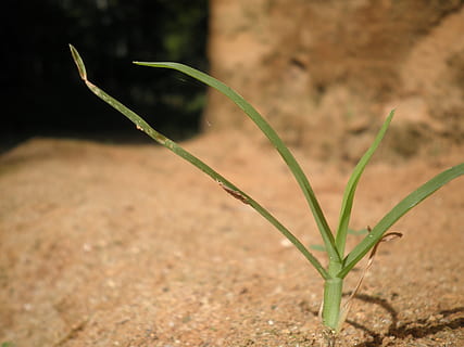 pastos, hojas verdes, plantas, verde, hojas, minúsculo, soltero, uno, aislado, crecimiento, creciente, frondoso, arenoso, tierras, marrón, playa, suelo, salvaje, brillante, día, al aire libre, naturaleza, planta, suciedad, color verde, hoja, de cerca, nadie, arena, agua, centrarse en primer plano, belleza en la naturaleza, tierra, campo, enfoque selectivo, parte de la planta, tranquilidad, principios, vulnerabilidad, luz del sol, brizna de hierba, 4K, CC0, dominio público, libre de derechos