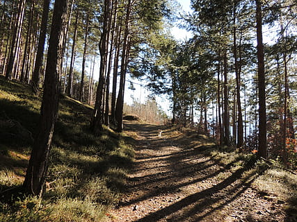 lluny, bosc, arbres, primavera, caminar, paisatge, naturalesa, arbre, planta, terra, tranquil·litat, creixement, tronc de l'arbre, tronc, llum solar, escena tranquil·la, bellesa a la natura, ombra, escena no urbana, cap gent, escenics - natura, dia, sendera, el camí a seguir, a l'aire lliure, ruta, arbre de coníferes, 4K, CC0, domini públic, lliure de regalies