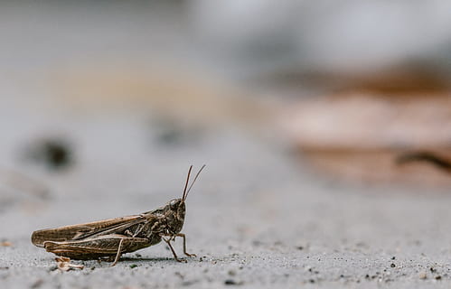 siriss, insekt, gresshoppe, bug, uklar bakgrunn, makro, dyre temaer, dyreliv, dyr, virvelløse, ett dyr, dyr i naturen, ingen folk, nærbilde, natur, dyrfløyen, dag, fokusere på forgrunnen, selektiv fokusering, utendørs, dyr kroppsdel, sidevisning, land, sommerfugl - insekt, 4K, CC0, offentlig domene, opphavsrett gratis