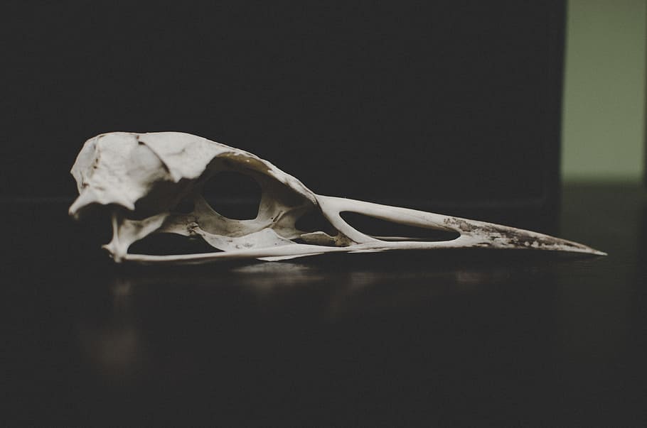 crani d'ocells, blanc, negre, superfície, ocell, crani, ciència, os humà, ossos d’animals, anatomia, esquelet animal, os, crani d’animals, part del cos dels animals, esquelet humà, a l'interior, cap gent, animal, temes d'animals, primer pla, part del cos, sol objecte, un animal, natura morta, esquelet, mamífer, fons negre, 4K
