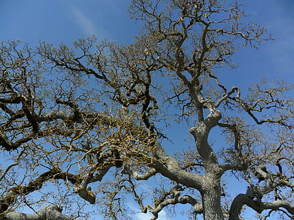 albero, nodoso, rami, cielo, natura, primavera, pianta, Inquadratura dal basso, ramo, nessuno, bellezza nella natura, giorno, blu, la tranquillità, crescita, all'aperto, cielo sereno, luce del sole, scenics - natura, tronco d'albero, ambiente, tronco, baldacchino di albero, 4K, CC0, dominio pubblico, privo di copyright