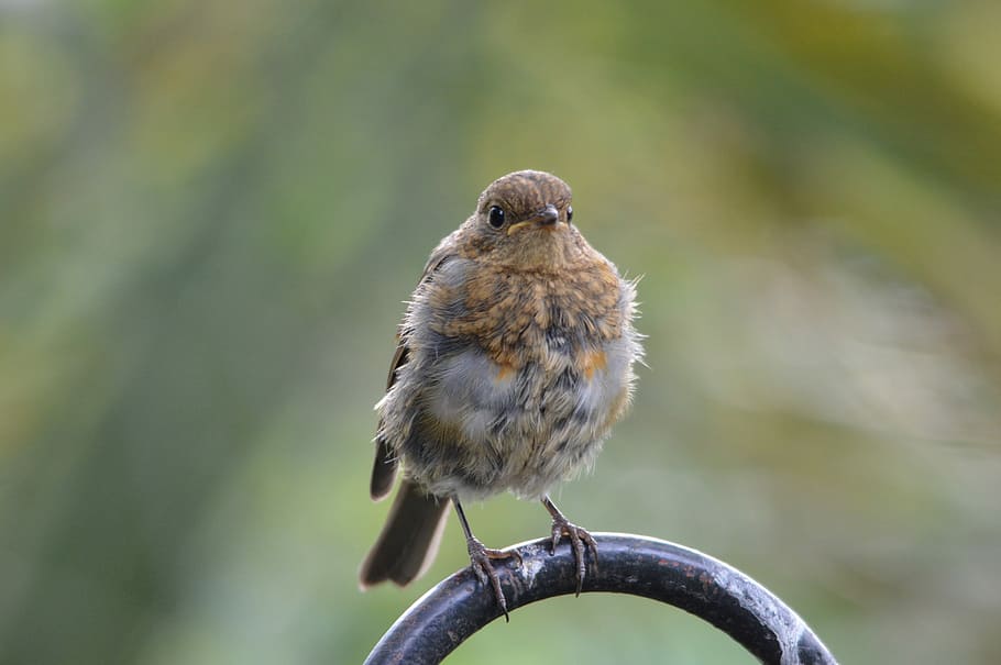 rød robin, fugl, robin, et dyr, dyreliv, dyr i naturen, dyre temaer, dag, hvirveldyr, perching, fokus på forgrunden, afdeling, natur, ingen mennesker, træ, plante, tæt på, udendørs, selektiv fokusering, spurv, 5K