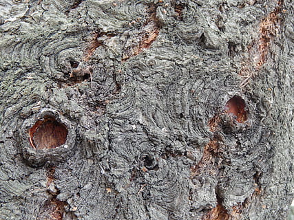 bark, holes, tree, spring, full frame, textured, backgrounds, tree trunk, rough, trunk, no people, close-up, day, pattern, plant, outdoors, nature, wood - material, natural pattern, gray, plant bark, growth, textured effect, 4K, CC0, public domain, royalty free