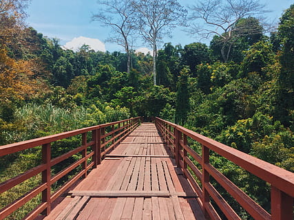 rojo, puente, bosque, nubes, luz, ambiente, puente peatonal, dirección, paisaje, hojas, naturaleza, al aire libre, parque, escénico, cielo, arboles, vegetación, de madera, árbol, planta, material de madera, crecimiento, conexión, día, color verde, el camino a seguir, tranquilidad, belleza en la naturaleza, barandilla, nadie, tierra, estructura construida, escena tranquila, puente - estructura hecha por el hombre, madera, perspectiva decreciente, largo, 2K, CC0, dominio público, libre de derechos