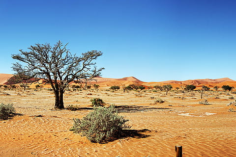 poušť, namibie, písečná duna, duny, písek, sossusvlei, Příroda, pouštní krajina, suchý, trávy, strom, krajina, modrý, suché podnebí, scén, rostlina, nebe, životní prostředí, scenics - příroda, čisté nebe, přistát, krása v přírodě, klidné scény, mimoměstské scény, klid, nikdo, dálkový, klimatu, den, holý strom, venku, polosuchý, mrtvá rostlina, 2K, CC0, veřejná doména, bez autorských práv
