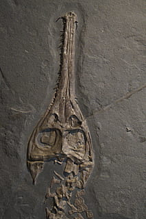 fossil, kranium, hoved, skelet, krokodille, Hagbard, Jurassic Sea, jura, Steinplatte, forstenet, forstening, Kunst og håndværk, ingen mennesker, tæt på, kreativitet, håndværk, fortiden, menneskelig repræsentation, historie, repræsentation, arkitektur, dag, murbygningsfunktion, carving - håndværk produkt, gammel, skulptur, spiritualitet, bygget struktur, natur, mandlig lighed, gamle civilisation, 5K, CC0, offentligt domæne, royaltyfrie