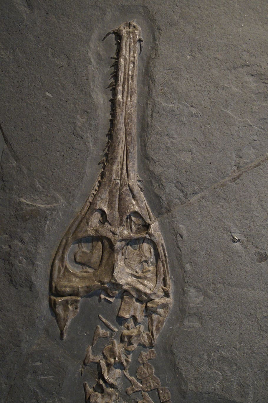 fòssil, crani, cap, esquelet, cocodril, hagbard, mar juràsic, jura, steinplatte, petrificat, petrificació, art i artesania, cap gent, primer pla, creativitat, artesania, el passat, representació humana, història, representació, arquitectura, dia, funció de construcció de parets, talla - producte artesanal, antic, vell, escultura, espiritualitat, estructura construïda, naturalesa, semblança masculina, civilització antiga, 5K