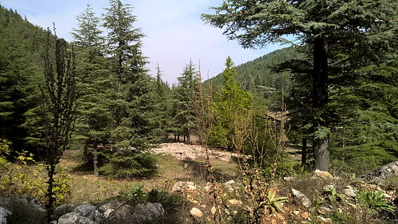 pino, catrame, albero, foresta, avanti Cristo, catrame, natura, paesaggio, Paesaggi, all'aperto, montagna, nessuno, Pino, colore verde, estate, bosco, terreno estremo, catena montuosa, area selvaggia, immagine a colori, pianta, crescita, terra, la tranquillità, bellezza nella natura, scena tranquilla, scenics - natura, scena non urbana, giorno, cielo, roccia, roccia - oggetto, solido, albero di conifere, 5K, CC0, dominio pubblico, privo di copyright