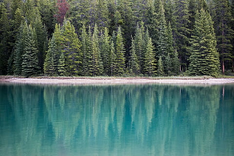 fotografie peisaj, lac, pini, verde, corp, apă, timpul zilei, pin verde, corp de apa, pădure, pin, vesnic verde, reflecţie, natură, peisaj, scenics, copac, în aer liber, Canada, Munte, frumusețe în natură, nici o persoana, o scenă liniștită, imagine color, zona de sălbăticie, albastru, de munte, cer, alberta, vară, Culoarea verde, parc național, munți stâncoși, teren extrem, Brad, plantă, scenice - natura, liniște, teren, zi, conifer, malul mării, scenă non-urbană, idilic, pini de pădure, 2K, CC0, domeniu public, fără drepturi de autor
