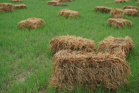 bud, spring, pool, plant, grass, field, land, hay, agriculture, nature, no people, growth, day, landscape, rural scene, bale, farm, green color, environment, outdoors, beauty in nature, brown, haystack, 5K, CC0, public domain, royalty free