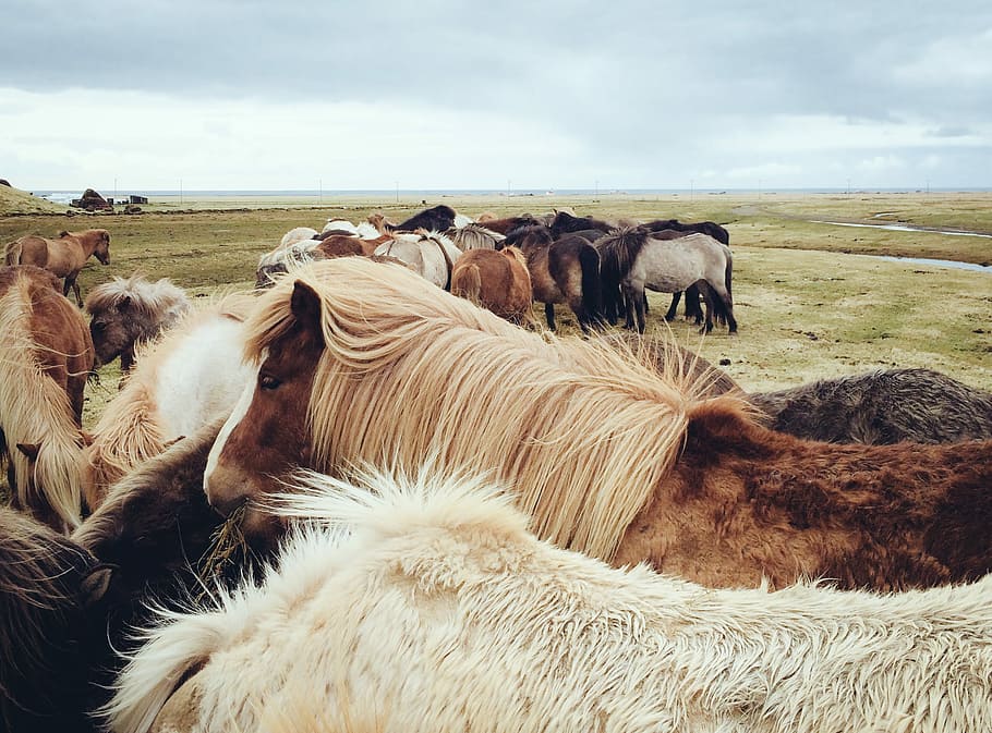 ramat, cavalls, greenfield, marró, camps, gris, animal, mamífer, naturalesa, escena rural, granja, ovelles, animals i mascotes, pastures, a l'aire lliure, bestiar, grup d’animals, agricultura, pasturatge, paisatge, temes d'animals, animals domèstics, gran grup d’animals, cap gent, mascotes, nacional, vertebrats, cel, núvol - cel, medi ambient, terra, fauna animal, dia, herbívors, 1080P