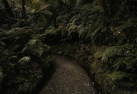 marrón, camino, rodeado, verde, pantalones, bosque, centro de la trayectoria de la curva, plantas, arboles, al aire libre, naturaleza, planta, árbol, crecimiento, el camino a seguir, dirección, belleza en la naturaleza, tranquilidad, nadie, tierra, color verde, la carretera, escena tranquila, día, sendero, exuberante follaje, follaje, escena no urbana, 4K, CC0, dominio público, libre de derechos