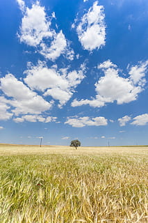 zelená, listoval, strom, střední, travnaté hřiště, hnědý, pole, mraky, trávník, modrý, mrak, skyporn, nebe, krajina, Příroda, sama, přistát, mrak - nebe, zemědělství, rostlina, klid, venkovské scény, životní prostředí, klidné scény, růst, oříznutí, krása v přírodě, scenics - příroda, hospodařit, den, cereální rostlina, nikdo, venku, plantáž, stonek, 5K, CC0, veřejná doména, bez autorských práv