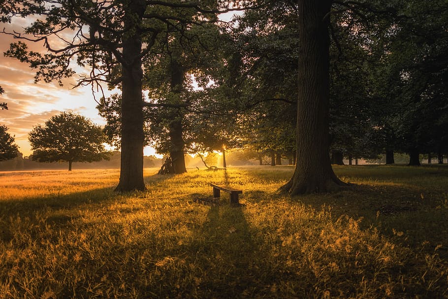 bruin, bank, twee, bomen, zonsondergang, omgeven, gouden, uur, park, boom, weide, zonsopkomst, hout, Bos, landschap, mist, amber, goud, warm, blad, fabriek, kalmte, land-, natuur, gras, veld-, rustige scène, begraafplaats, schoonheid in de natuur, graf, grafsteen, groei, romp, boomstam, geen mensen, zonlicht, hemel, milieu, buitenshuis, 4K