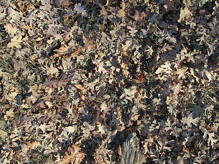 fulles, full, textura, naturalesa, vegetació, coberta de terra, marc complet, fons, part de la planta, canvi, sec, tardor, cap gent, dia, terra, abundància, caient, vista d’angle alt, camp, bellesa a la natura, primer pla, patró, patró natural, a l'aire lliure, condició natural, fulla d'auró, col·lecció de tardor, 1080P, CC0, domini públic, lliure de regalies