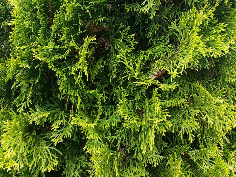planta de fulla verda, tujhe, thuja, textura, patró, fons, arbre de la vida, arbre, tancar, verd, color verd, full, planta, naturalesa, cap gent, dia, primer pla, frescor, a l'aire lliure, creixement, bellesa a la natura, part de la planta, fullatge, exuberant fullatge, tranquil·litat, marc complet, botànica, menjar i beguda, terra, pi, arbre de coníferes, 4K