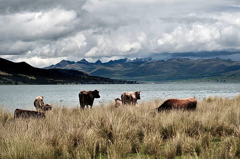 fauna, peru, karves, gyvūnams, Andų gyvūnai, pobūdį, išlikimo, gyvūnų temos, gyvūnas, žinduolių, gyvūnų grupė, gyvulius, Naminiai gyvūnai, gyvūnų gyvūnija, kalnas, žolė, debesis - dangus, dangus, vanduo, vidaus, nėra žmonių, stuburiniai, kraštovaizdį, augalų, lauke, žolėdžius, 4K, CC0, Viešasis domenas, nemokamai