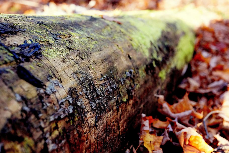 Buturuga, copac, trompă, natură, lemn, pădure, Podea de lemn, vegetație, mediu inconjurator, trunchi de copac, latra, frunze, selectiv, lemn - material, mușchi, nici o persoana, a închide, zi, texturată, stare brută, plantă, cherestea, teren, să se concentreze asupra primelor elemente, în aer liber, parte a plantelor, lichen, 4K
