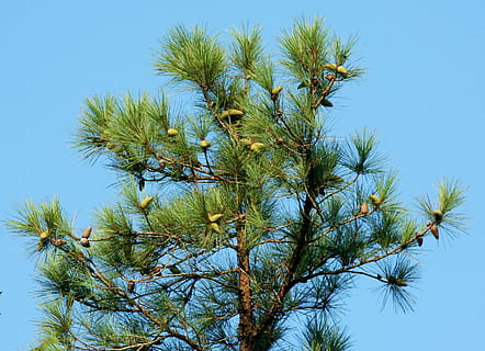 pi, arbre, cons, coníferes, loblolly, pi groc sud, de fulla perenne, cel, planta, blau, cel clar, vista d’angle baix, cap gent, naturalesa, creixement, dia, Palmera, clima tropical, a l'aire lliure, branca, assolellat, color verd, bellesa a la natura, fauna animal, llum solar, tranquil·litat, arbre de coníferes, arbre tropical, fulla de palma, 2K, CC0, domini públic, lliure de regalies