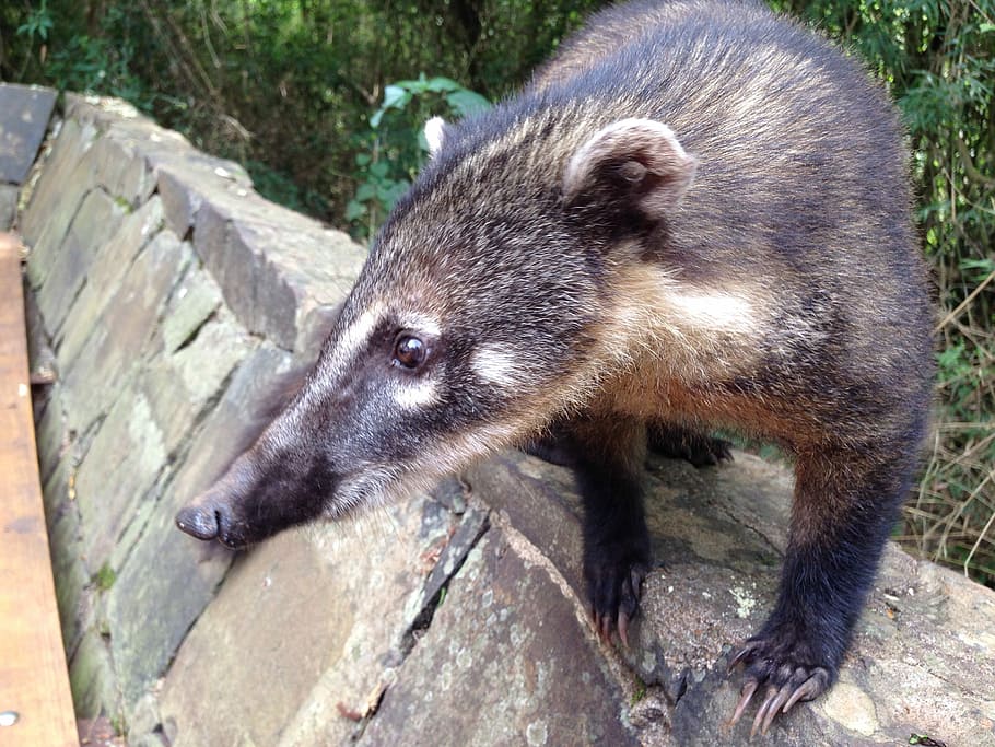 coati, suportar, depredador, criatura, zoo, tròpics, animal, musell, retrat, cap, un animal, fauna animal, animals a la natura, temes d'animals, mamífer, cap gent, primer pla, dia, vista d’angle alt, naturalesa, vertebrats, arbre, centrar-se en primer pla, mirant, material de fusta, rock, a l'aire lliure, rock - object, sòlid, bigotis, 2K