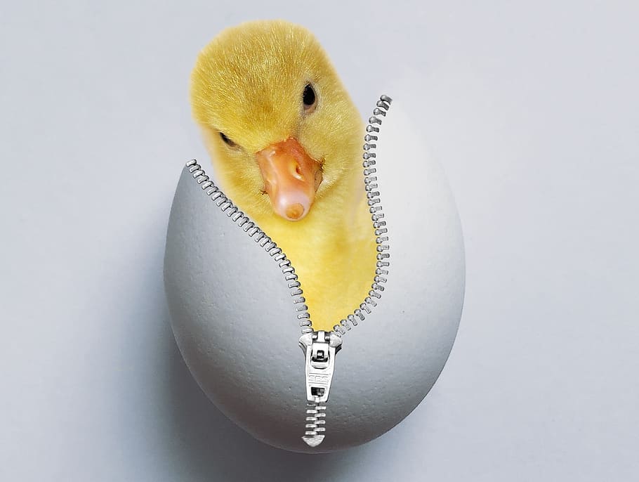 groc, ducking, closca d'ou amb cremallera, pollets, ou, closca d'ou, eclosionat, escotilla, ducky, animal jove, esponjós, bonic, obert, tir de l'estudi, animal, a l'interior, temes d'animals, cap gent, ocell, vertebrats, primer pla, un animal, animals domèstics, ocell jove, menjar, fons blanc, bestiar, ous d’animals, nova vida, sol objecte, fer dieta, 4K