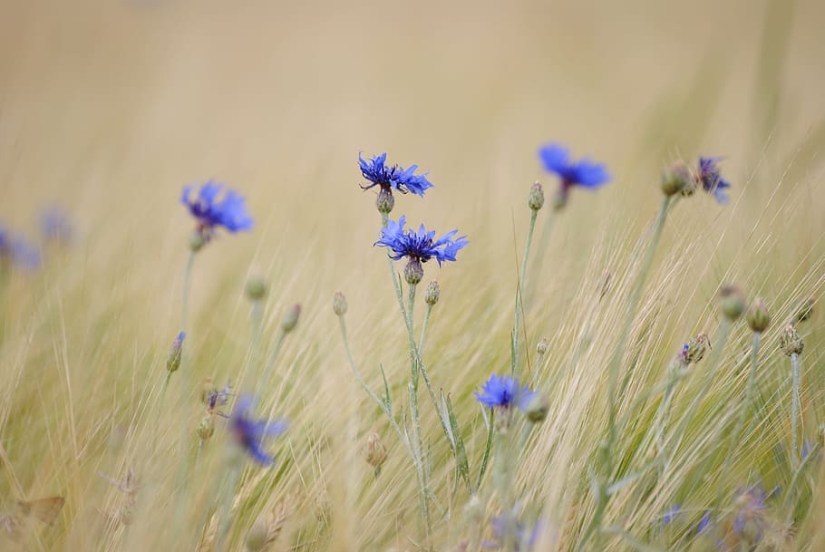 selectiu, fotografia de focus, blau, flor, blauet, anar, planta amb flors, planta, frescor, porpra, bellesa a la natura, fragilitat, vulnerabilitat, camp, creixement, primer pla, terra, naturalesa, cap gent, enfocament selectiu, espígol, dia, inflorescència, cap de flor, tija de la planta, 4K