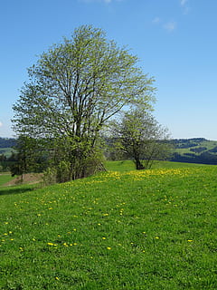 árvore, Prado, Primavera, panorama, Polônia, polyana, verde, natureza, montanhas, plantar, cor verde, campo, grama, céu, beleza na natureza, tranquilidade, cena tranquila, terra, meio Ambiente, crescimento, scenics - natureza, dia, ninguém, céu limpo, cena não urbana, luz solar, ao ar livre, 4K, CC0, domínio público, royalty free