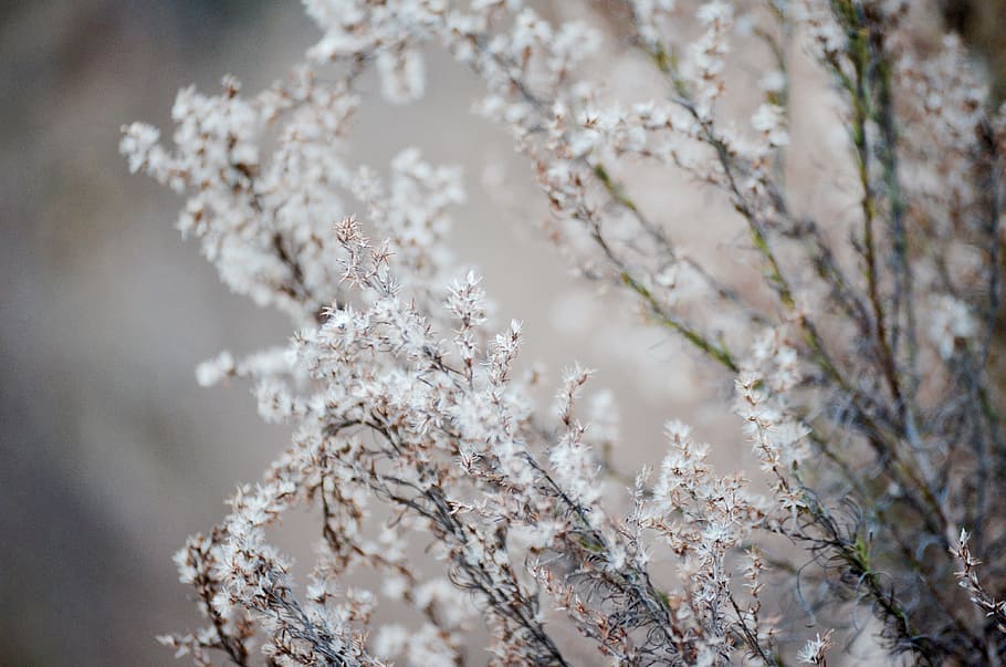 selektiv, fokus fotografie, Weiß, Cluster Blumen, Blume, blühen, folage, Winter, Ast, Stengel, fallen, Natur, Frost, gefroren, Eis, kalte Temperatur, Schnee, Jahreszeit, Baum, Pflanze, Nahansicht, draußen, Wetter, Hintergründe, Makro, Schönheit in der Natur, keine Leute, Tag, Frühling, Frische, Wachstum, blühende Pflanze, Zerbrechlichkeit, Kirschblüte, Verletzlichkeit, selektiver Fokus, Botanik, Ruhe, Kirschbaum, Blütenkopf, Weichheit, 4K
