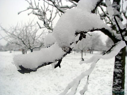 vinter, sne, vinterlige, hvid, træer, natur, kold, snedækket, vinterforkølelse, tæt, makro, kold temperatur, Frosset, hvid farve, dækker, træ, afdeling, plante, dag, ingen mennesker, fokus på forgrunden, is, skønhed i naturen, ro, tæt på, miljø, udendørs, ekstremt vejr, snestorm, sner, istap, pulver sne, 2K, CC0, offentligt domæne, royaltyfrie