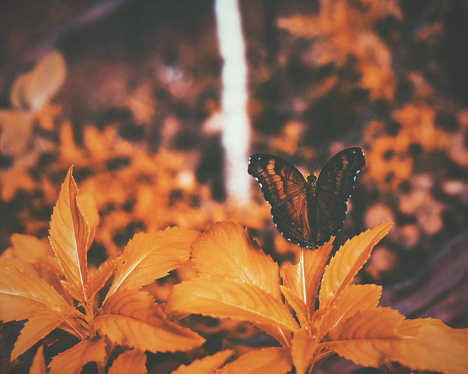 nero, farfalla appollaiata, arancia, le foglie, farfalla, foglia, natura, autunno, giallo, stagione, avvicinamento, Marrone, sfondi, colore arancione, multicolore, pianta, fiore, nessuno, all'aperto, un animale, fauna selvatica, temi animali, animali allo stato selvatico, invertebrato, bellezza nella natura, animale, insetto, ala animale, fragilità, concentrarsi sulle conoscenze acquisite, vulnerabilità, crescita, pianta fiorita, farfalla - insetto, freschezza, testa di fiore, impollinazione, 2K