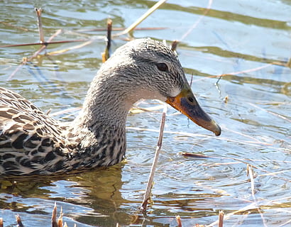 canard, duck, quebec, animal themes, animal, animal wildlife, vertebrate, animals in the wild, water, lake, one animal, bird, swimming, water bird, no people, nature, day, poultry, beak, focus on foreground, close-up, animal head, animal neck, 2K, CC0, public domain, royalty free